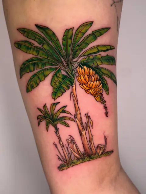 Mata de plátano con racimo, a color